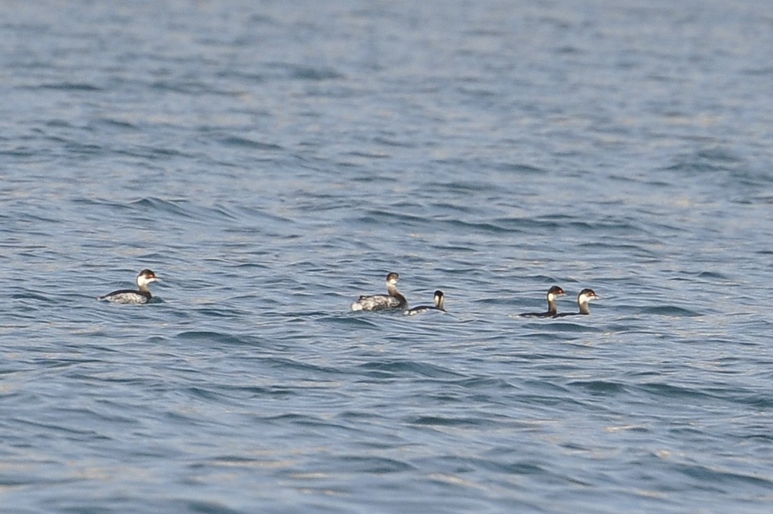 Eared Grebe - ML645992754