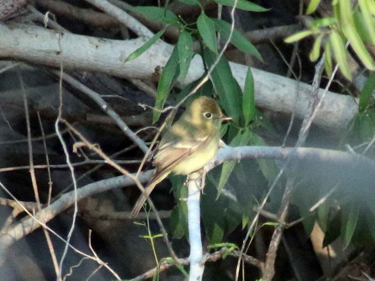 Western Flycatcher (Pacific-slope) - ML645992755