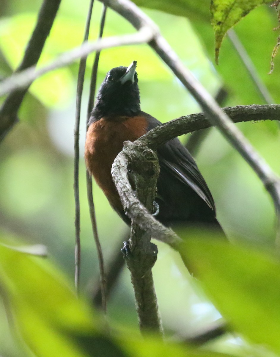 Black Bushbird - ML645992760