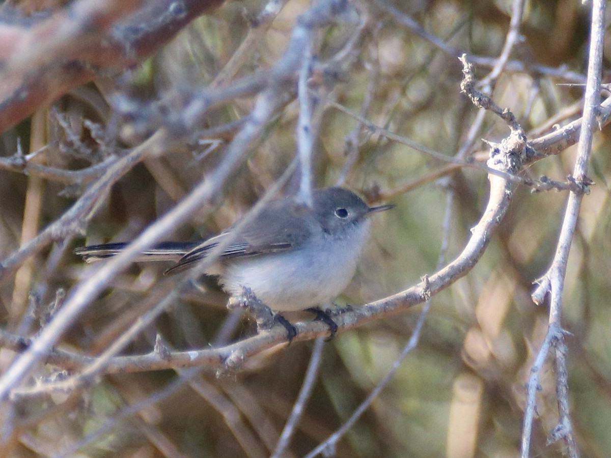 Blue-gray Gnatcatcher - ML645992761