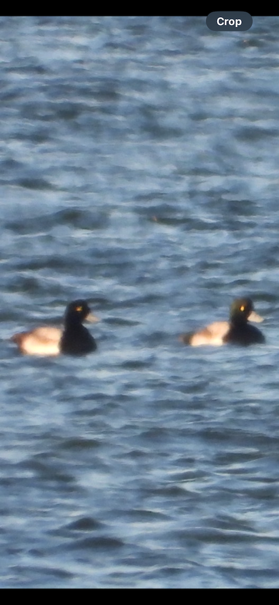 Морская чернеть - ML645992762