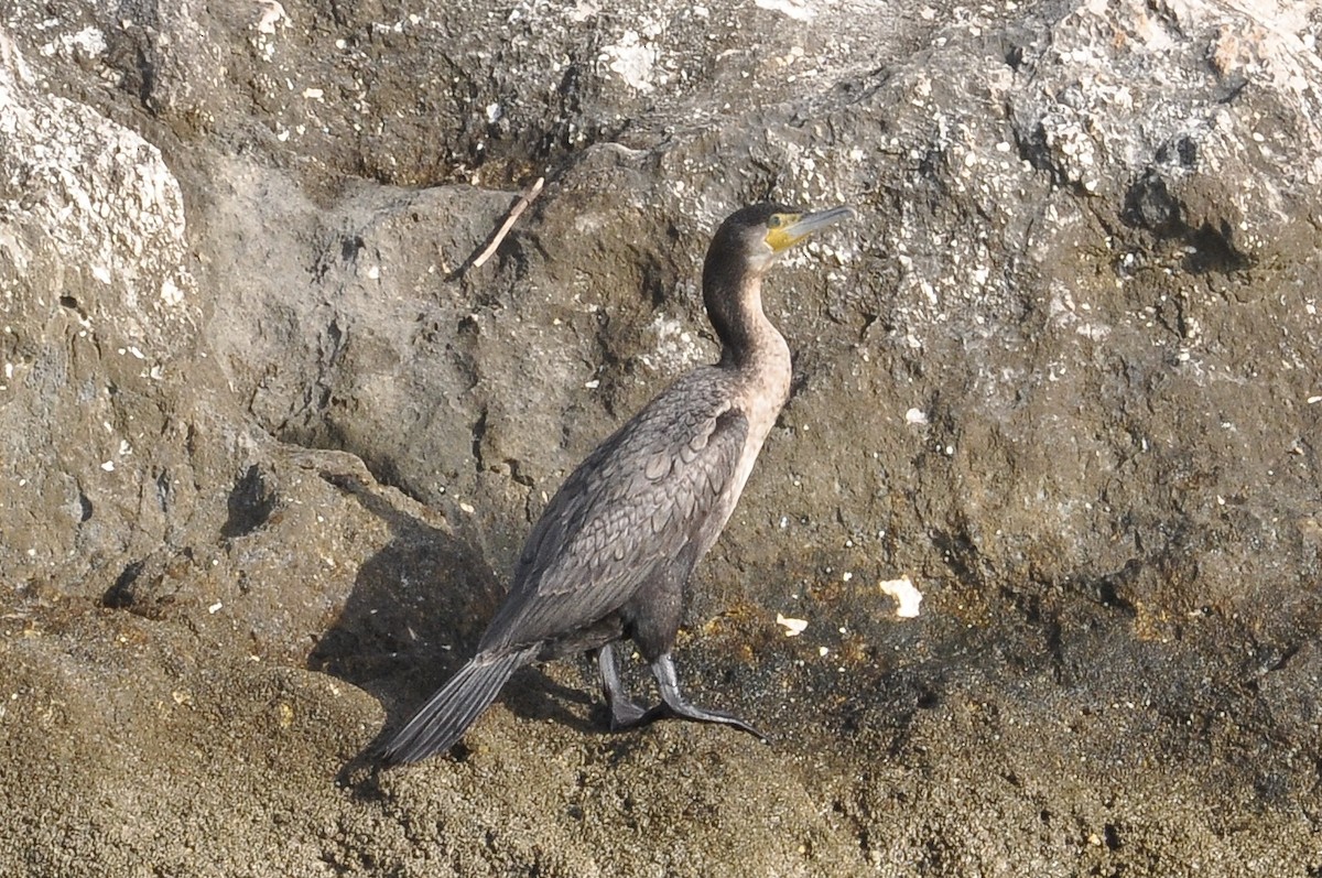 kormorán velký - ML645992763