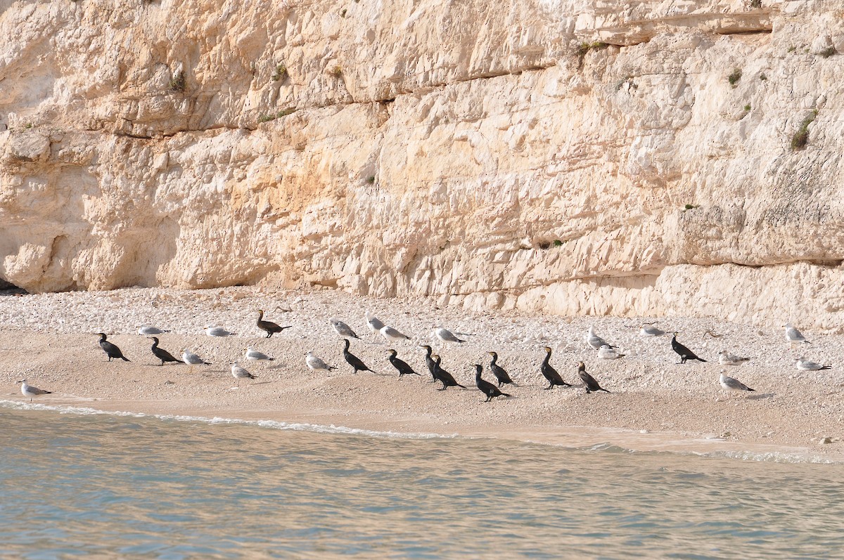 kormorán velký - ML645992764