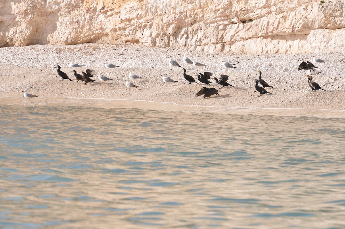 kormorán velký - ML645992765