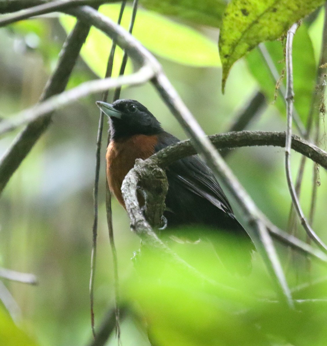 Black Bushbird - ML645992767