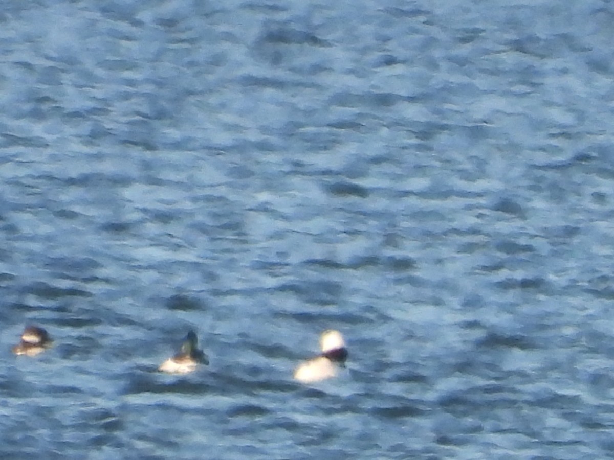 Bufflehead - ML645992768
