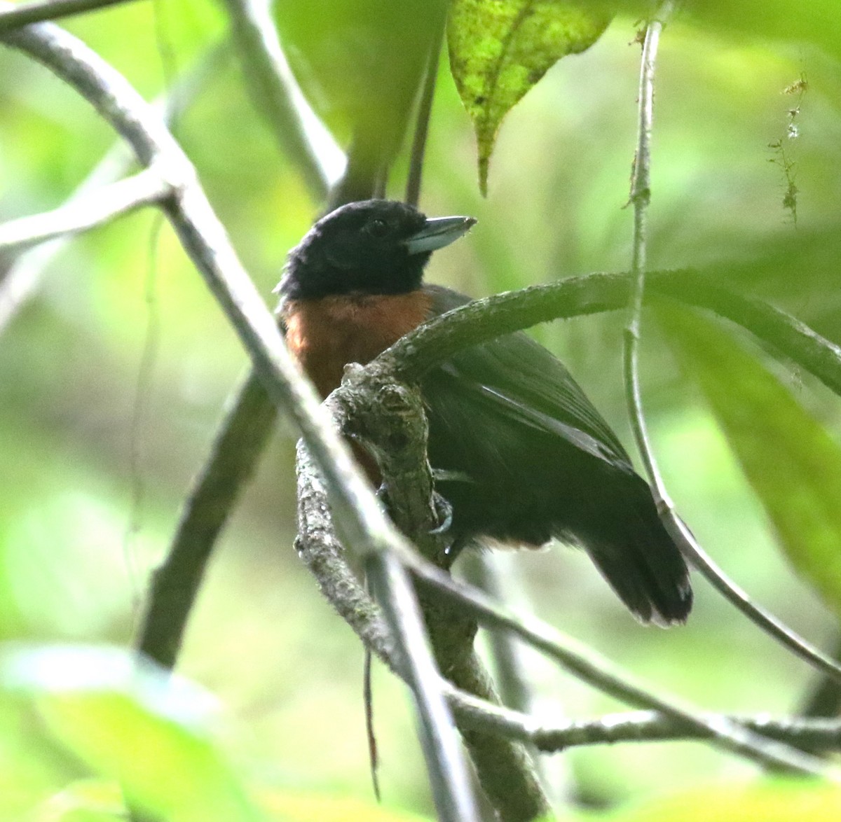 Black Bushbird - ML645992780
