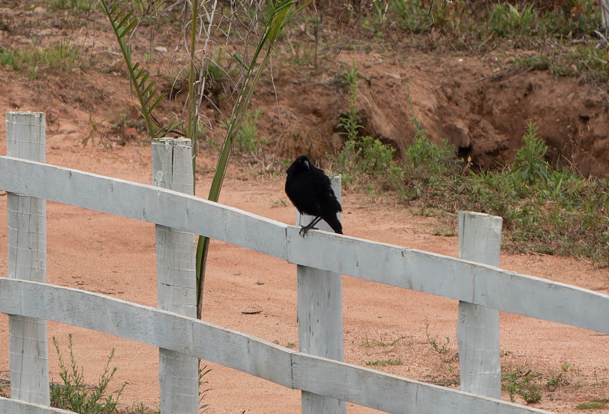 Giant Cowbird - ML645992785