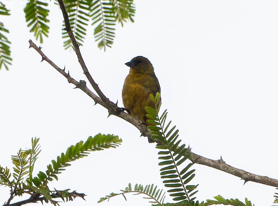 Hooded Siskin - ML645992795