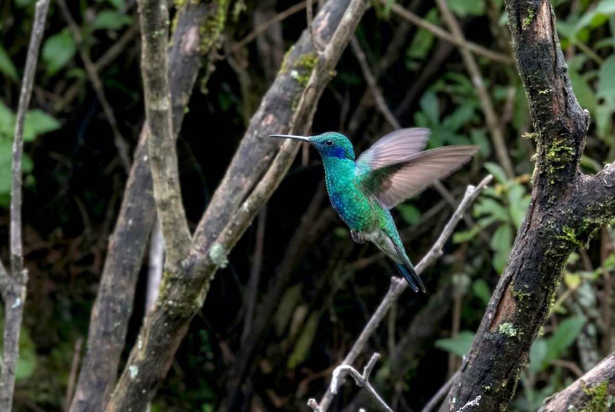 Колібрі синьочеревий - ML645992796