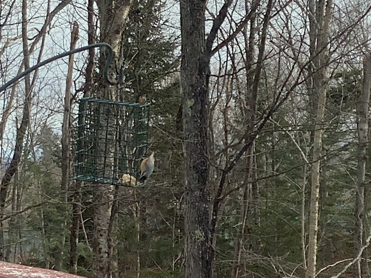 Red-breasted Nuthatch - ML645992797