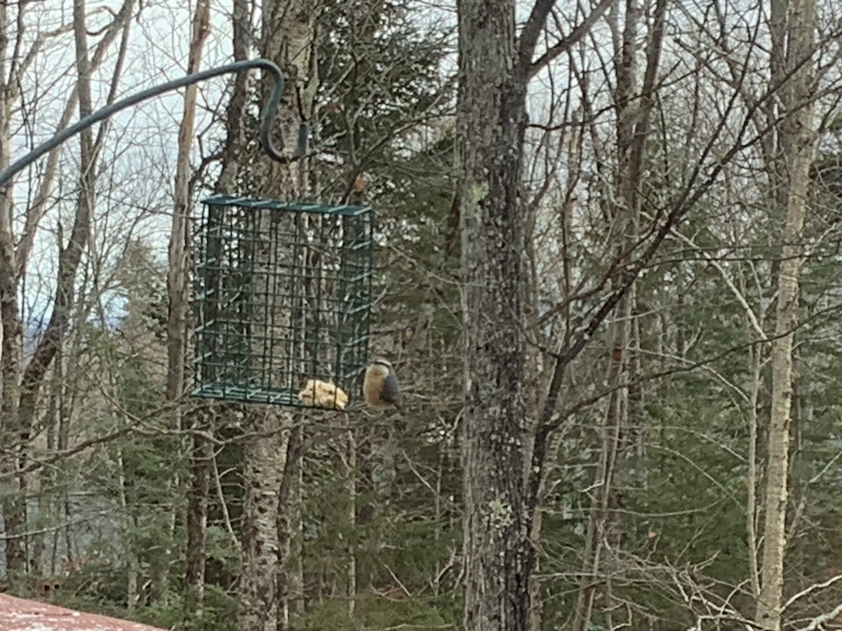 Red-breasted Nuthatch - ML645992798