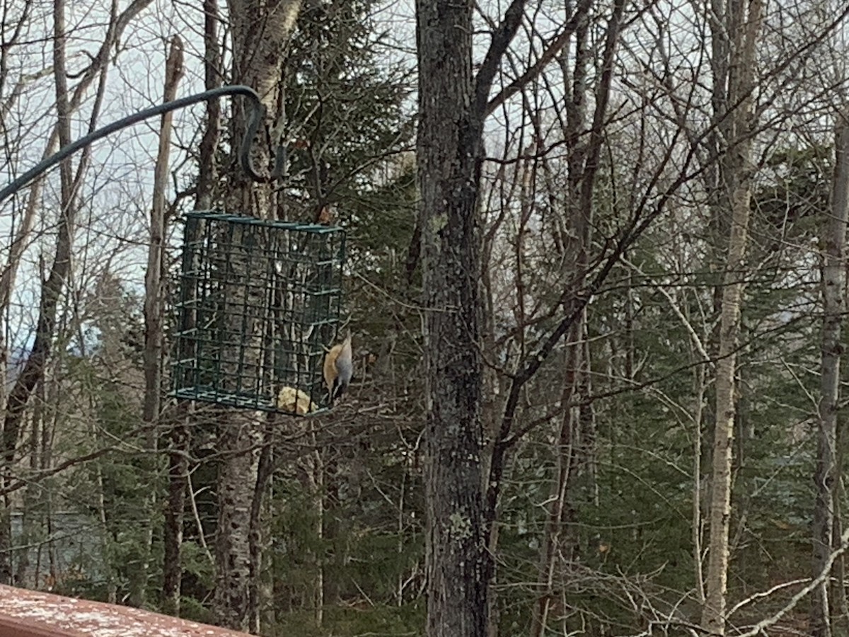 Red-breasted Nuthatch - ML645992799