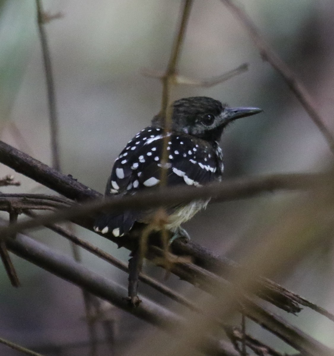 Benek Sırtlı Karıncakuşu - ML645992800