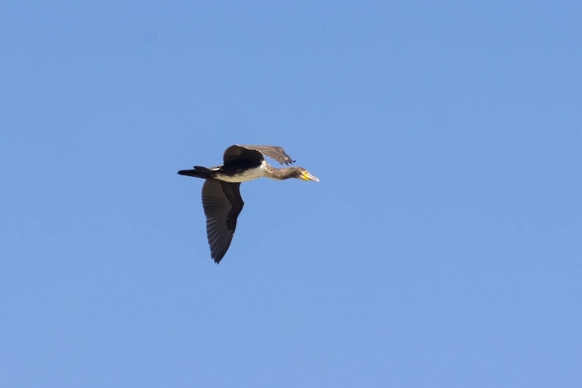 kormorán velký - ML645992801