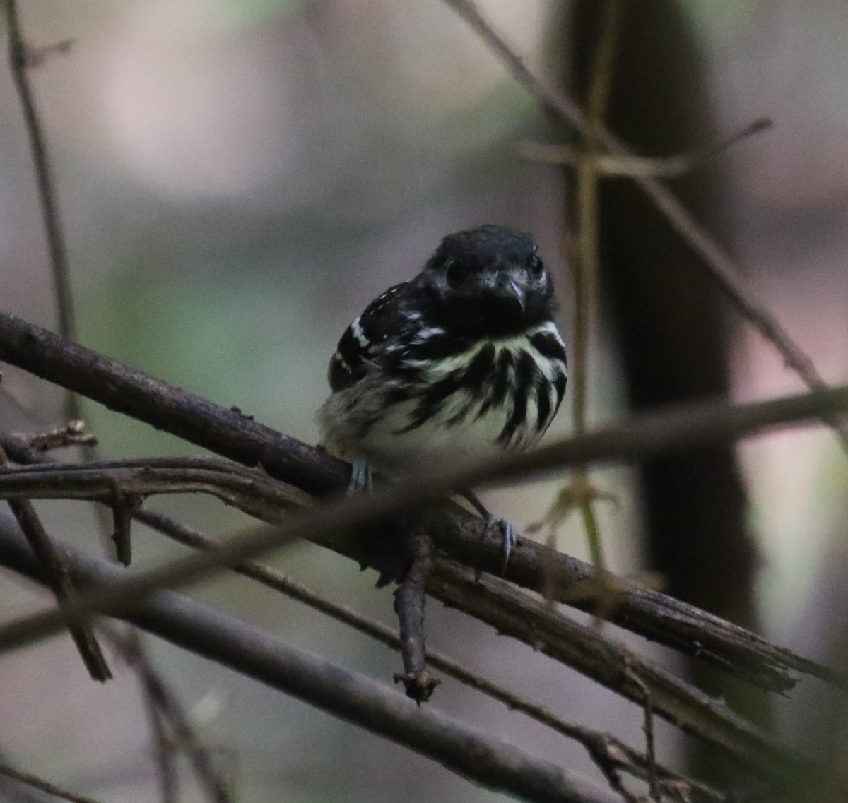 Benek Sırtlı Karıncakuşu - ML645992802