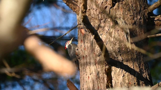 Pileated Woodpecker - ML645992803