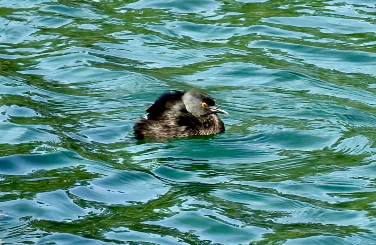 ヒメカイツブリ - ML645992811