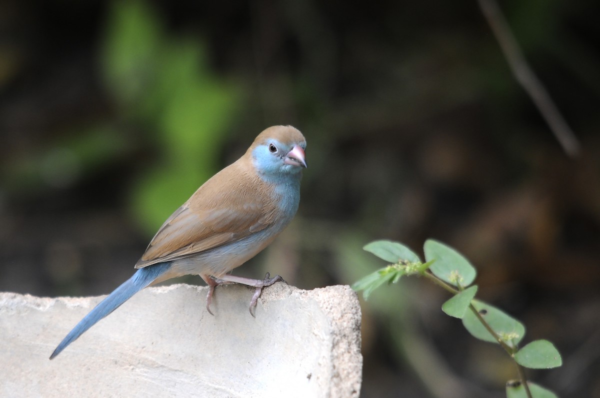 Red-cheeked Cordonbleu - ML645992817