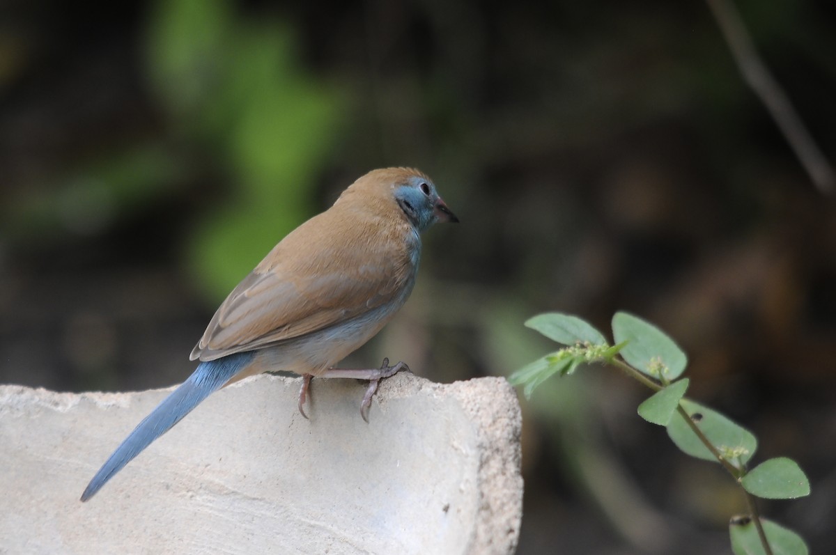 Red-cheeked Cordonbleu - ML645992818