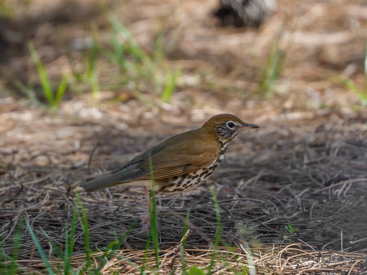 Wood Thrush - ML645992820