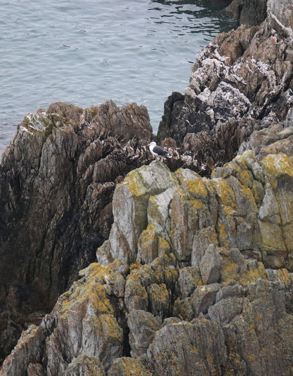 Great Black-backed Gull - ML645992824