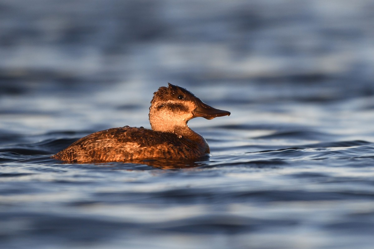 Ruddy Duck - ML645992825