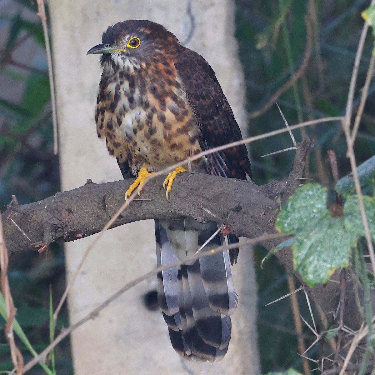 Large Hawk-Cuckoo - ML645992827