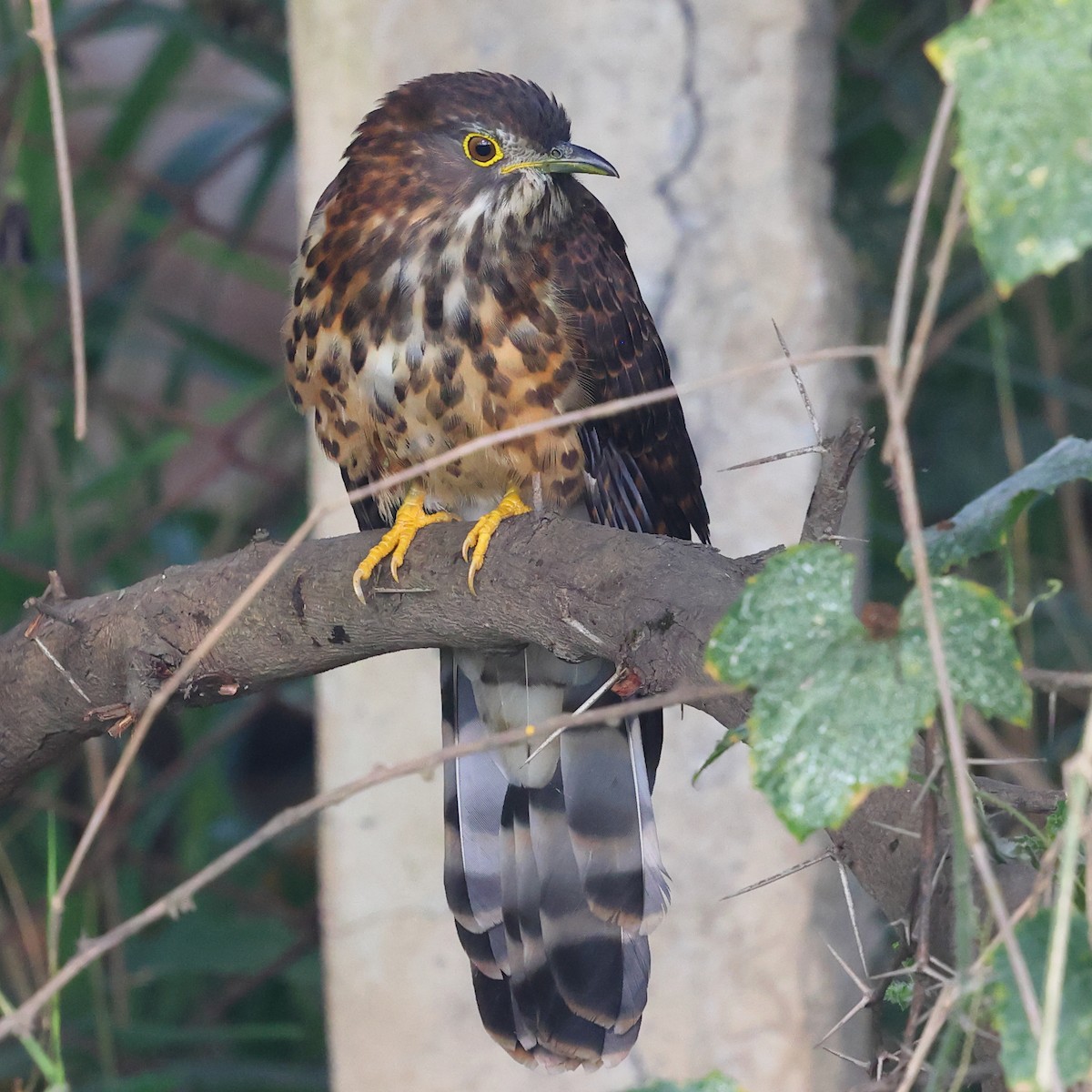 Large Hawk-Cuckoo - ML645992828