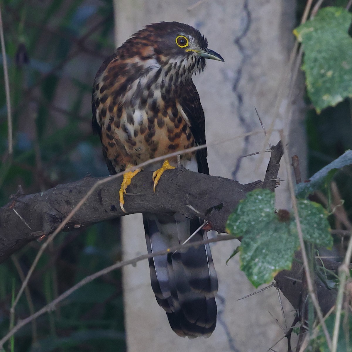 Large Hawk-Cuckoo - ML645992831