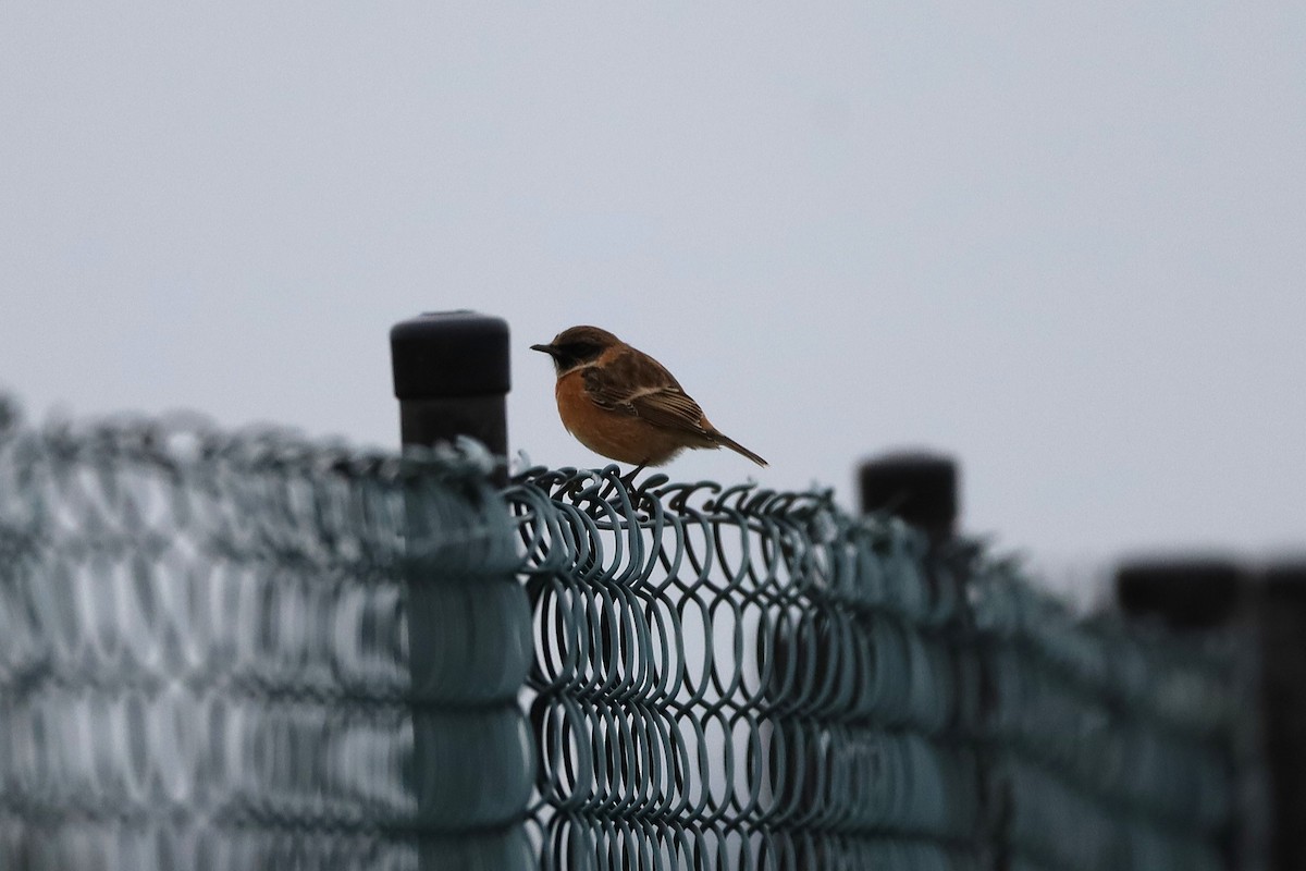 European Stonechat - ML645992849