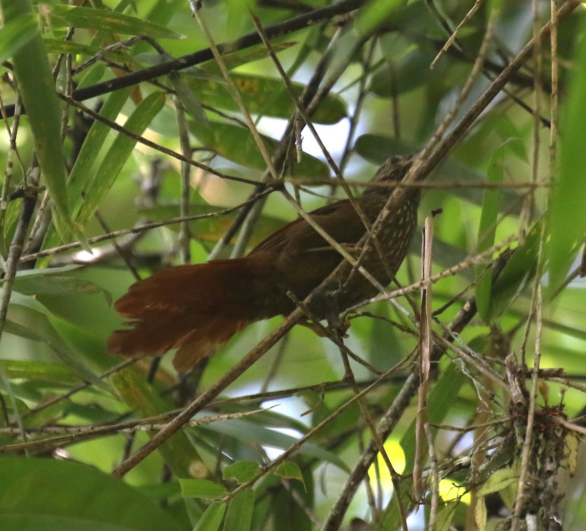 Orinoco Softtail - ML645992850