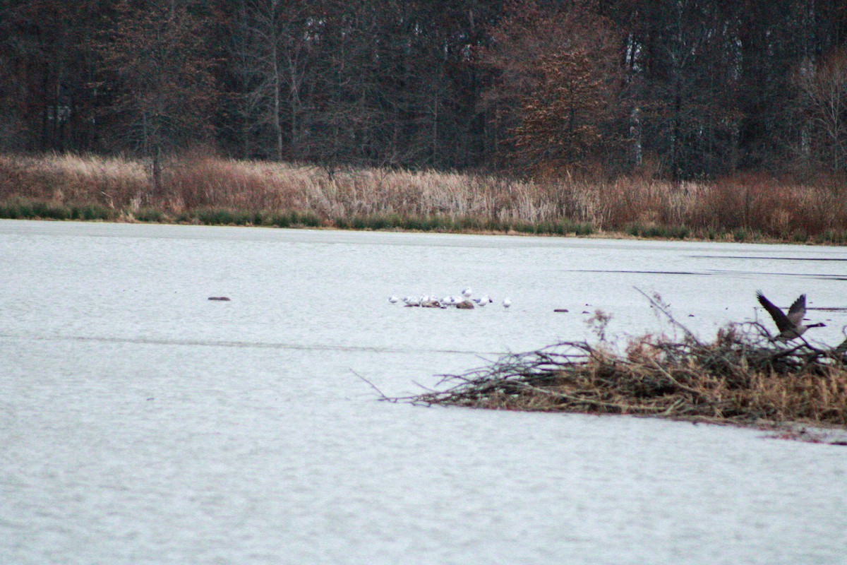 鷗亞科 - ML645992853