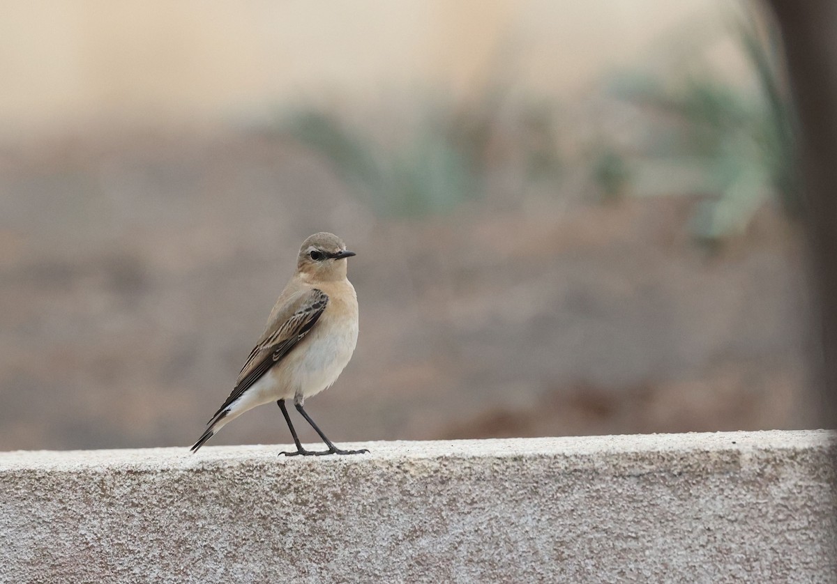 Northern Wheatear - ML645992854