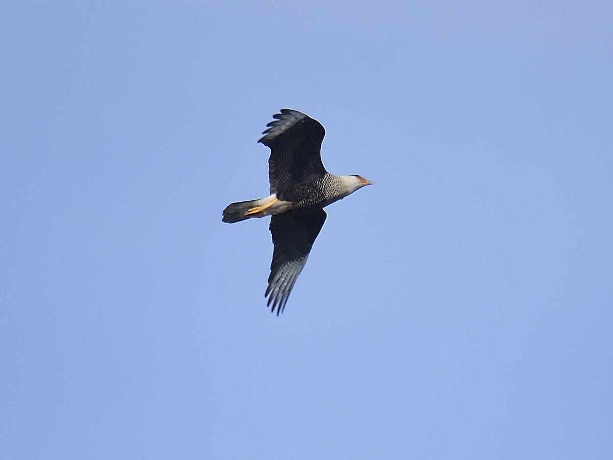 Crested Caracara - ML645992855