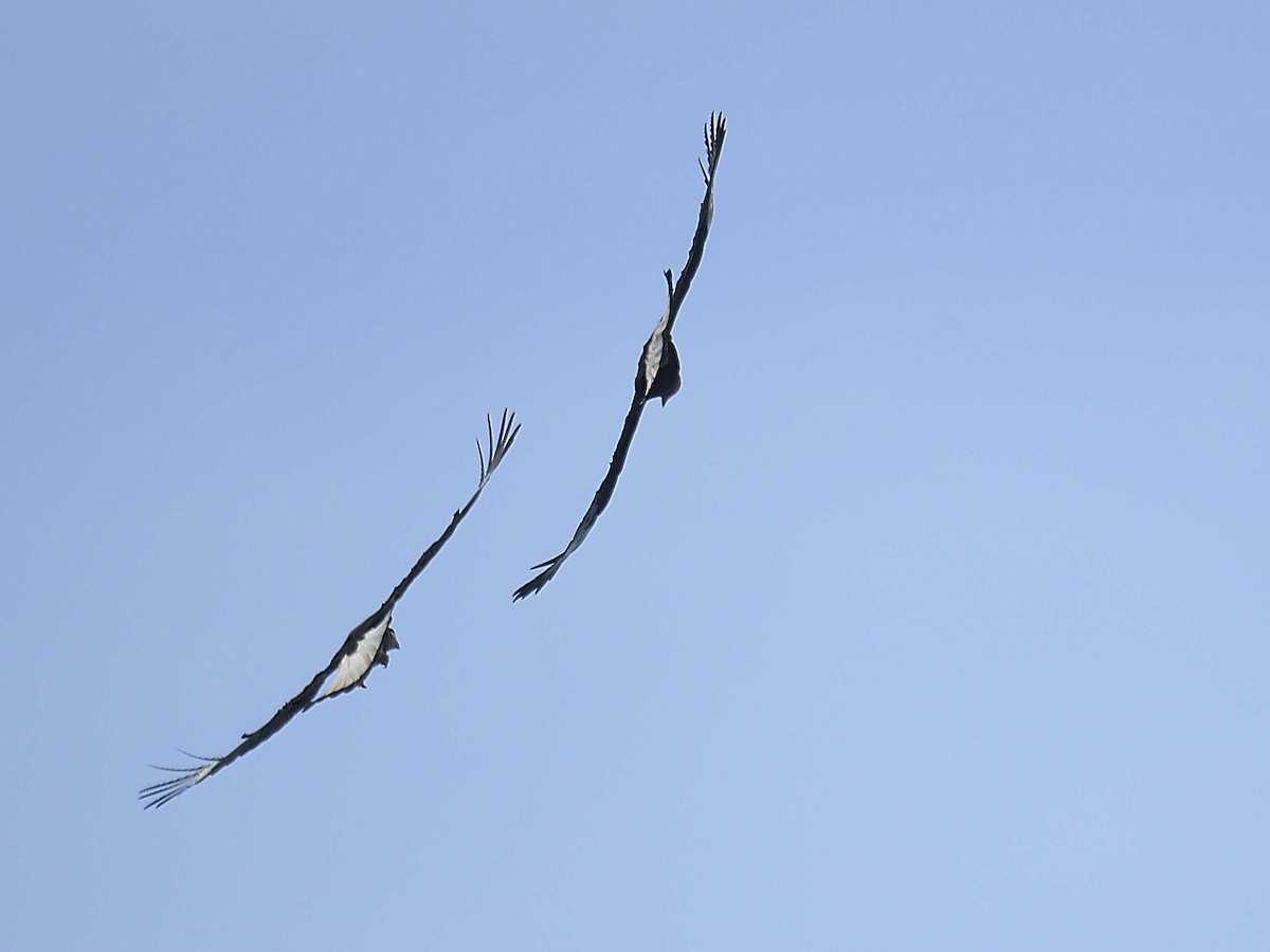 Crested Caracara - ML645992856