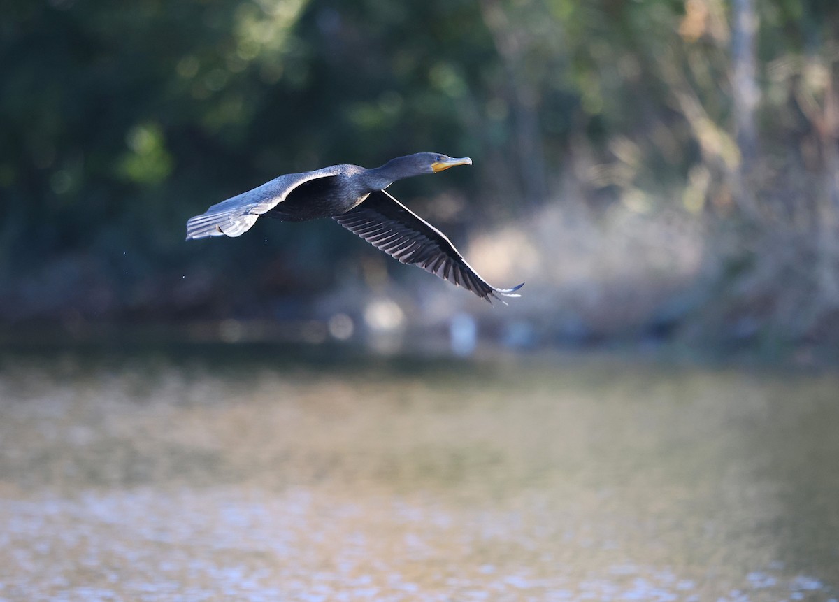 Double-crested Cormorant - ML645992860