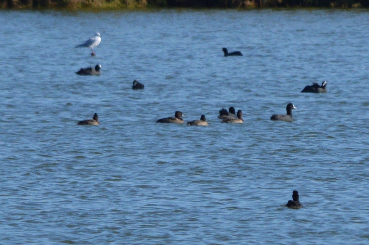 Tepeli Patka - ML645992861