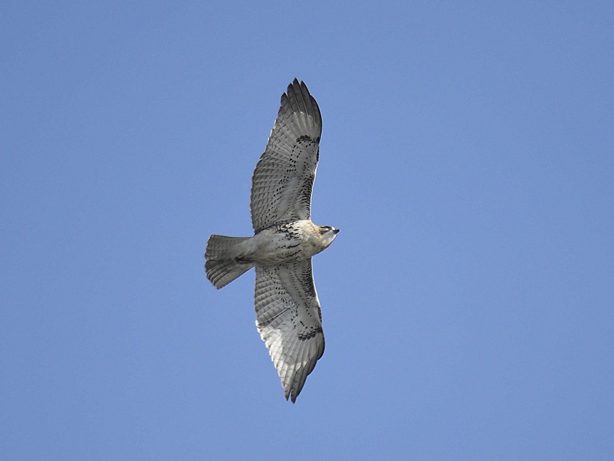 Red-tailed Hawk - ML645992863