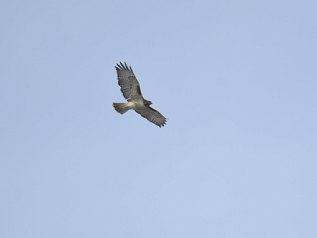 Red-tailed Hawk - ML645992864