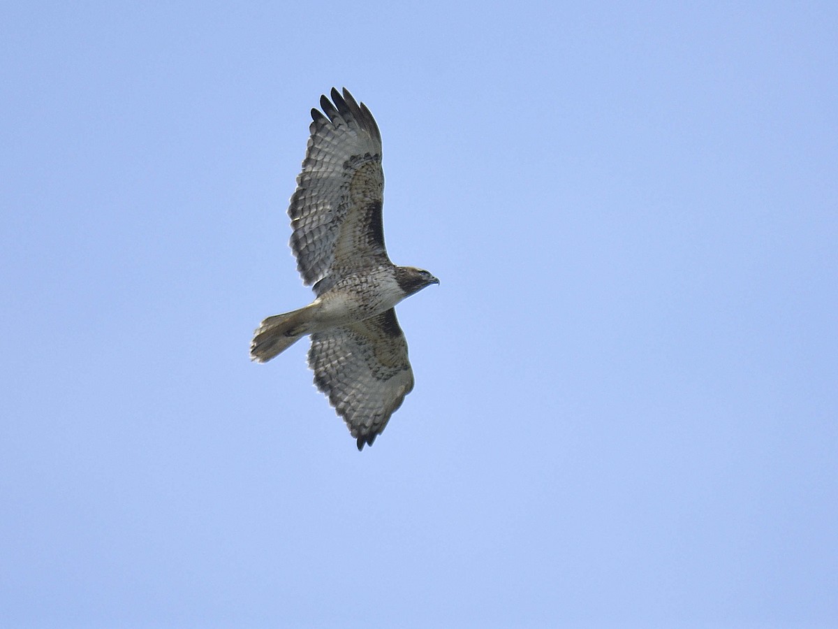 Red-tailed Hawk - ML645992865