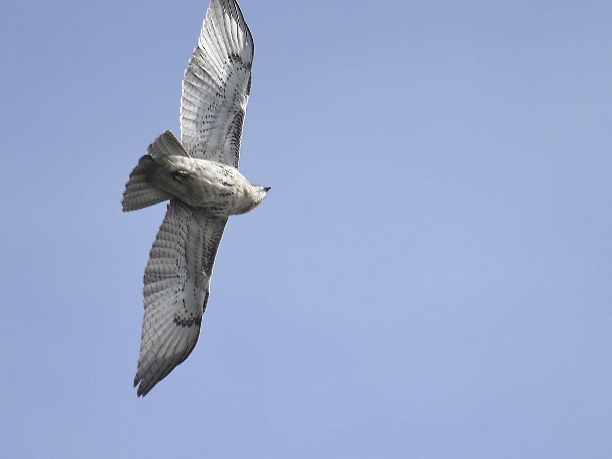 Red-tailed Hawk - ML645992866