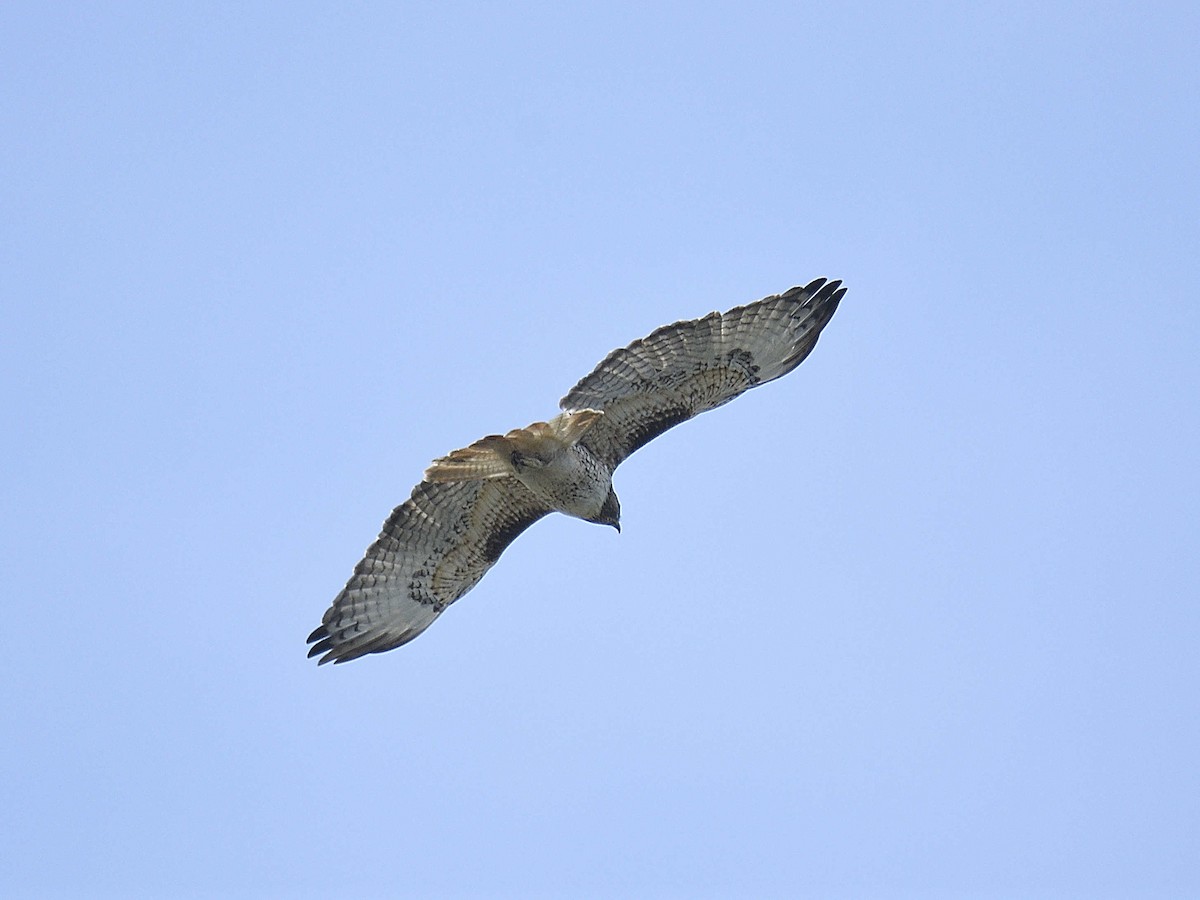 Red-tailed Hawk - ML645992867