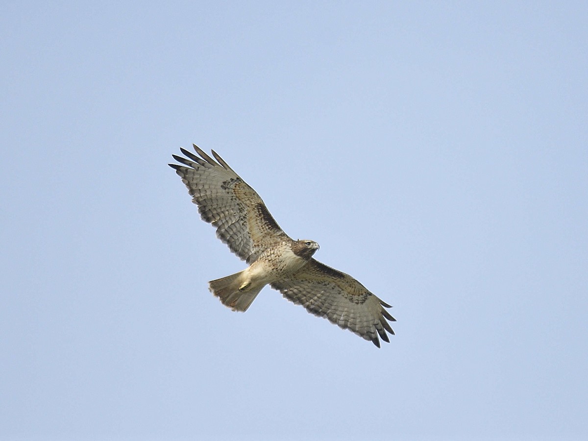 Red-tailed Hawk - ML645992868
