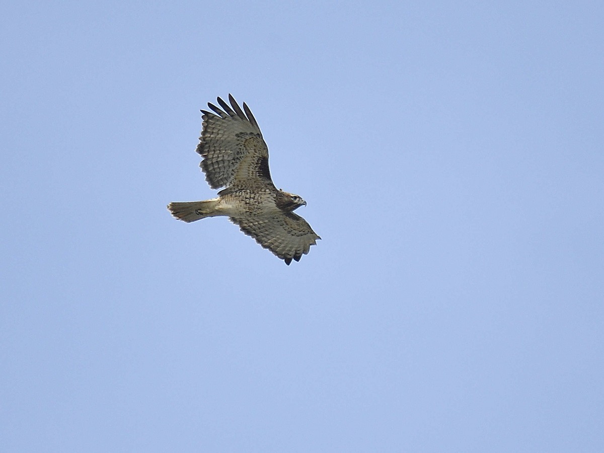 Red-tailed Hawk - ML645992869