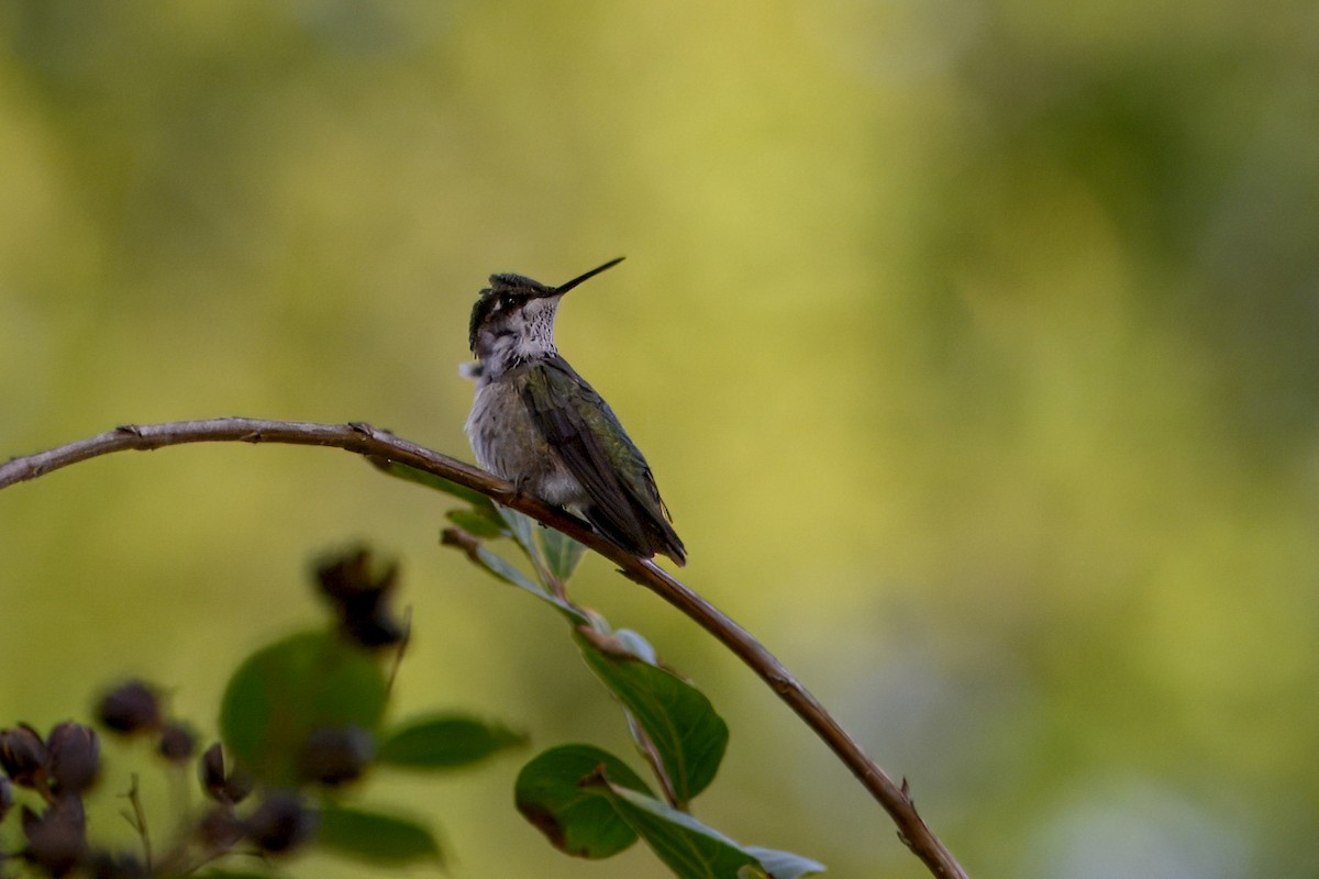 Ruby-throated Hummingbird - ML645992870
