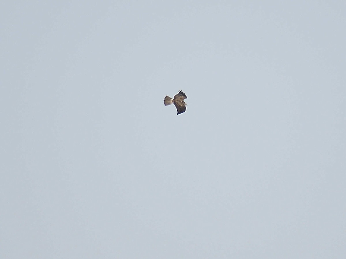 Swainson's Hawk - ML645992871