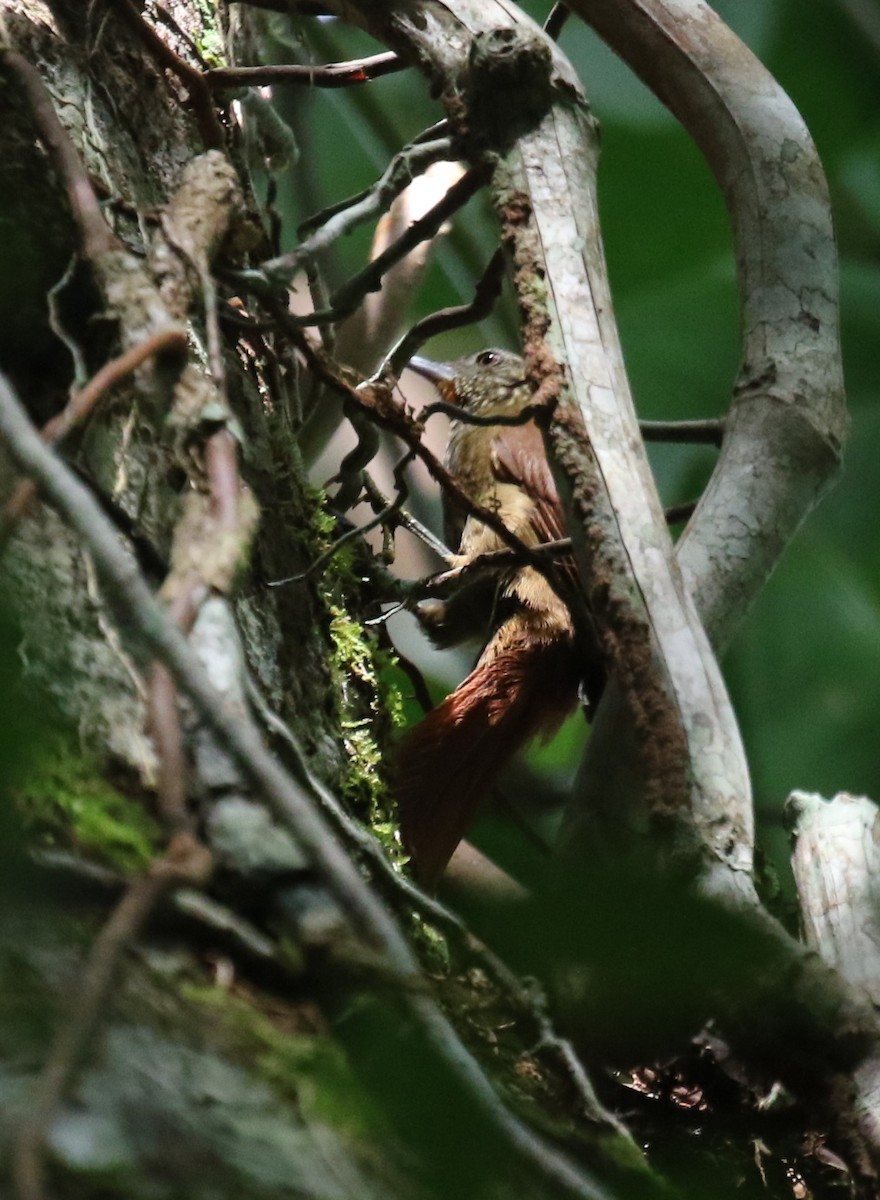 Orinoco Softtail - ML645992874