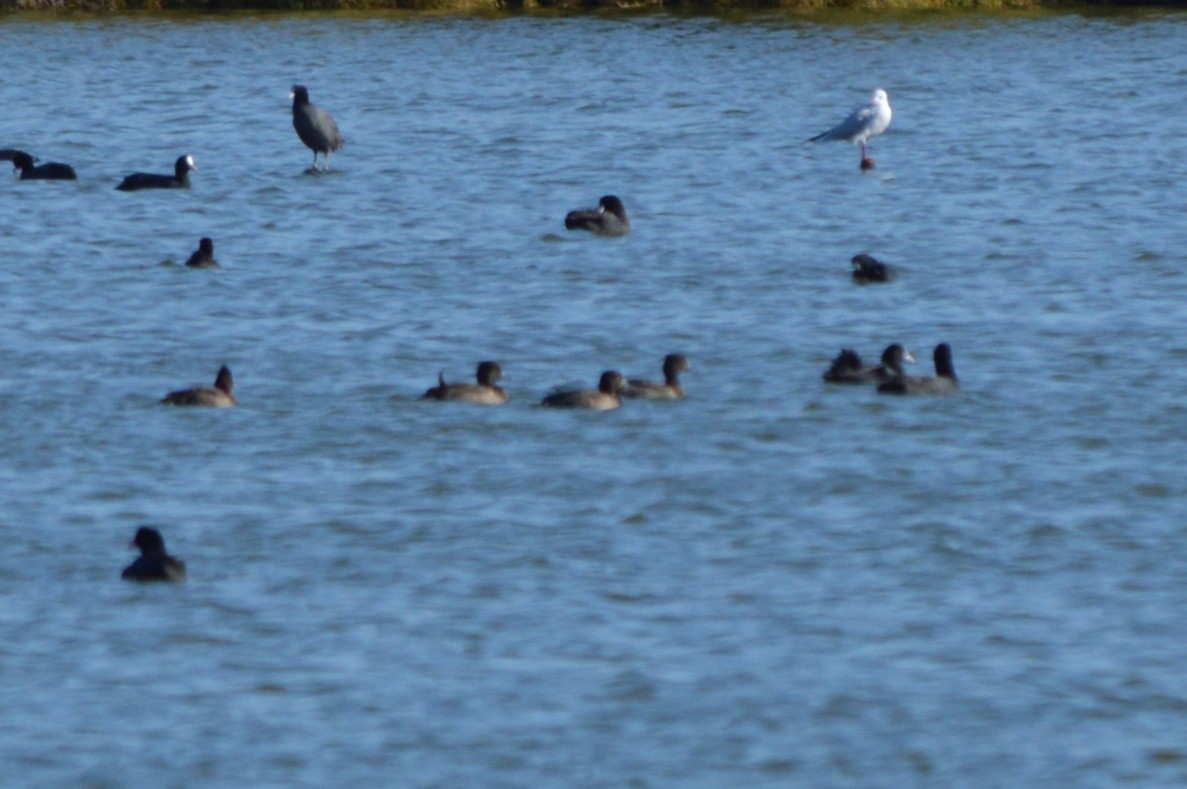 Tepeli Patka - ML645992875