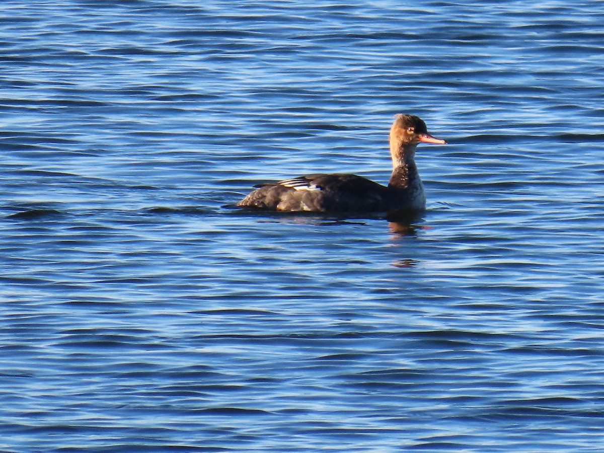 Red-breasted Merganser - ML645992878